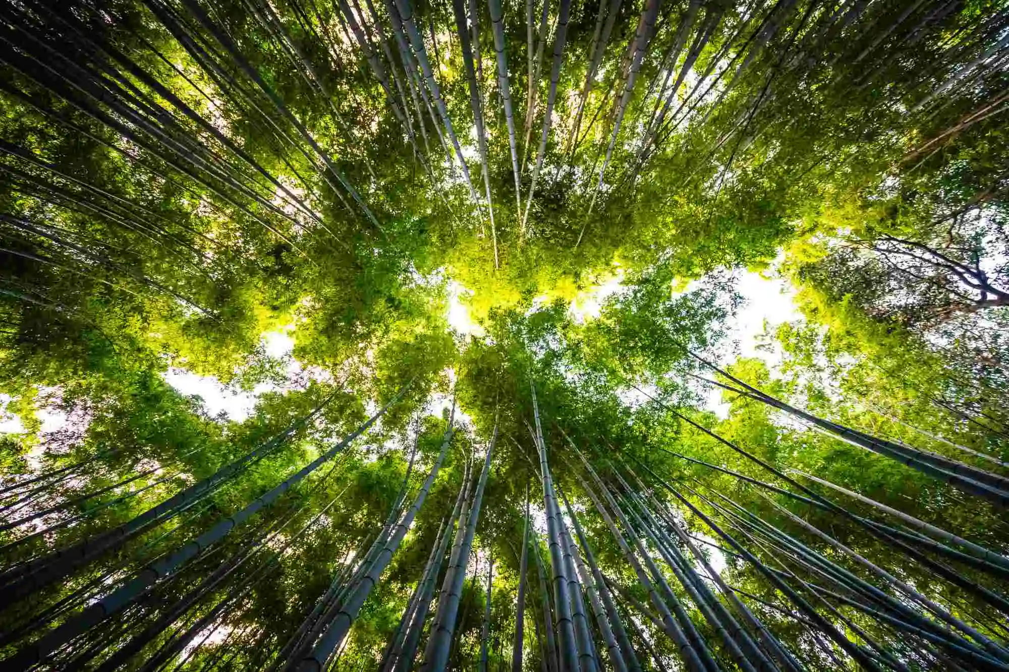 beautiful landscape bamboo grove forest arashiyama kyoto
