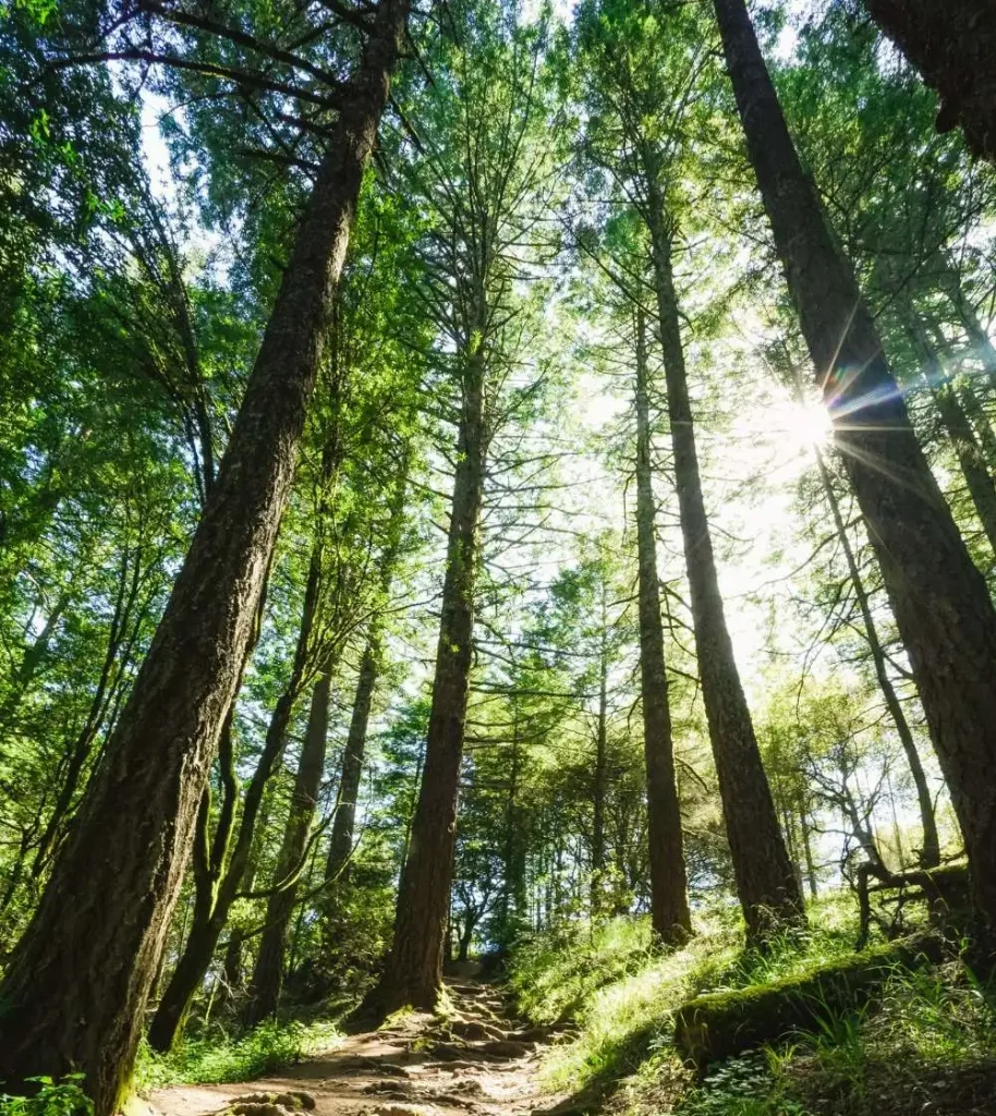 Vertical shot of a pathway up the hill surrounded by trees and grass with sunlight shining