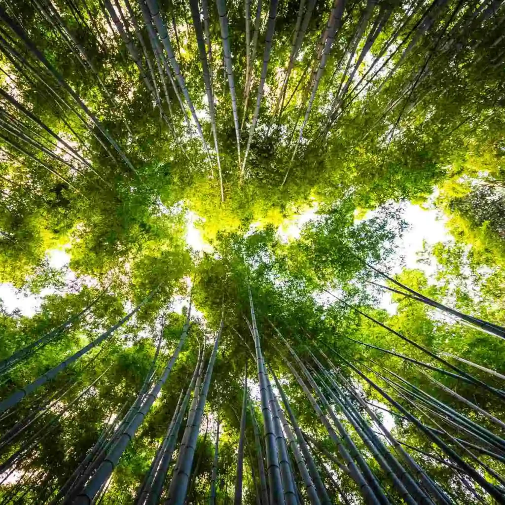 beautiful landscape bamboo grove forest